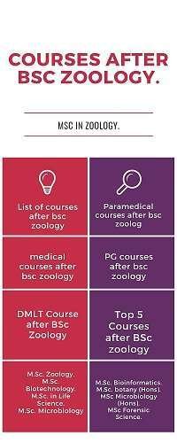 List of courses after bsc zoology in inforgraphic